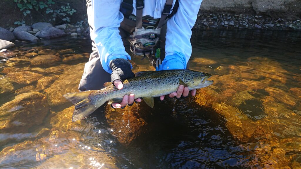 Angler holding a wild brown trout from the River Leven 