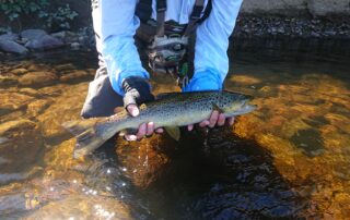 Angler holding a wild brown trout from the River Leven