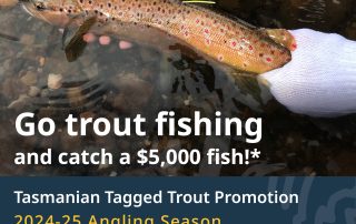 IFS Tagged Trout Promotion