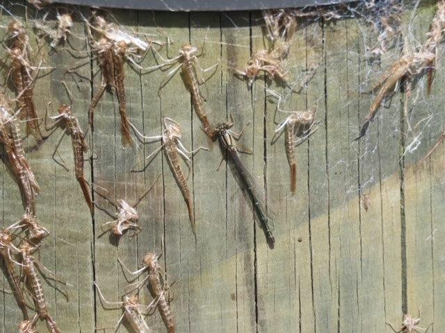 Damselfly and shucks on a wooden post
