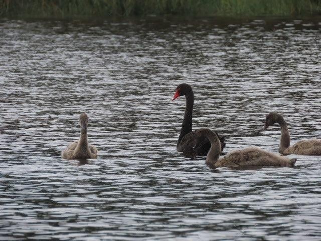 Cygnets on the water