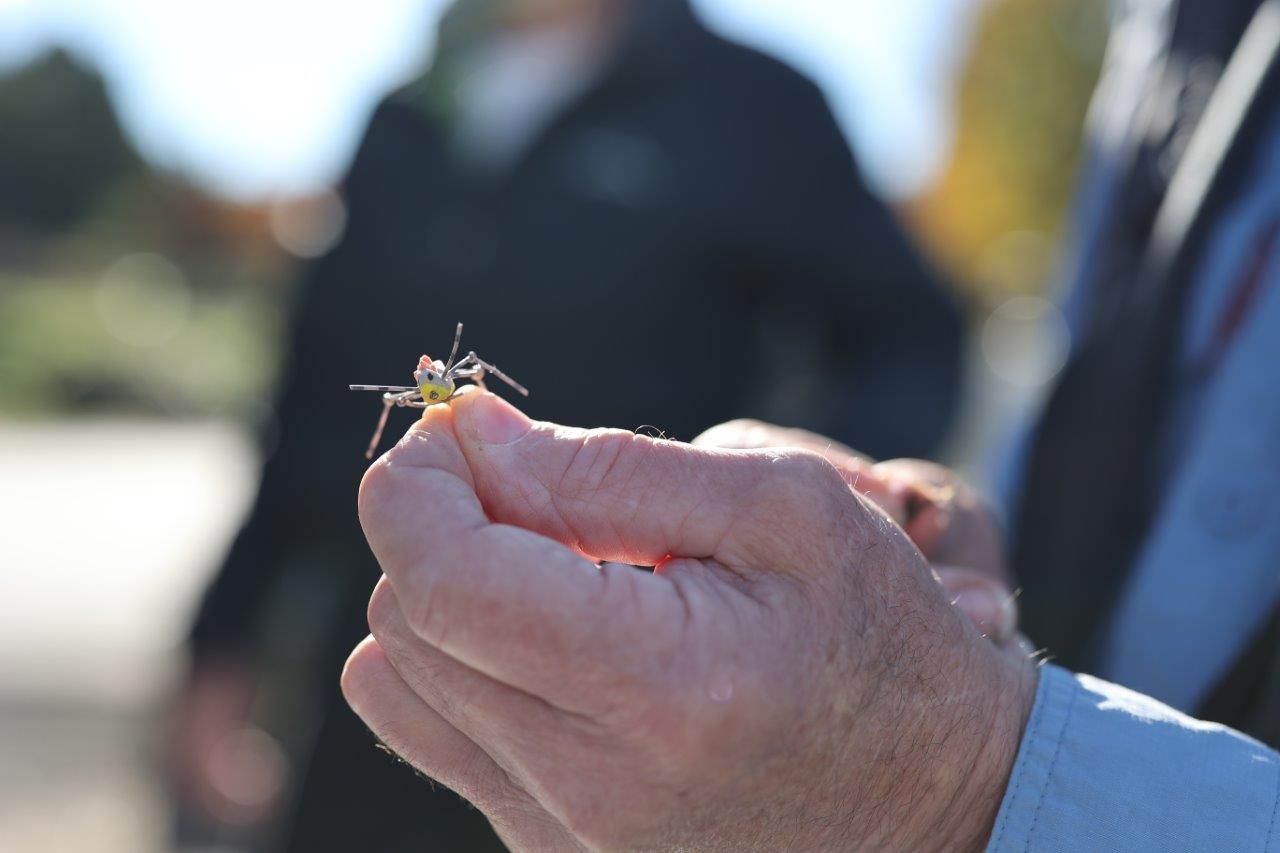 A grasshopper fishing fly being held in a hand