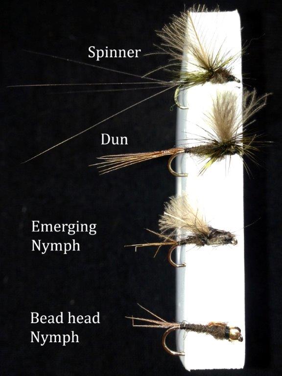 Fishing flies tied in patterns representing the lifecycle of the mayfly