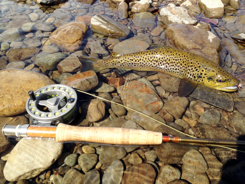 Brown trout and fly rod/reel on stones, Mersey River