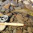 A brown trout and a fly rod in the pebbly water of a river