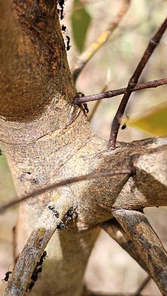 ants on a gum tree
