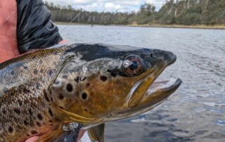 Brown trout head with water in background