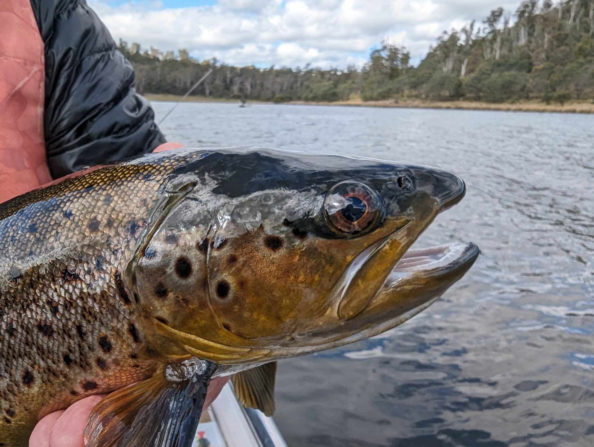 Brown trout head with water in background