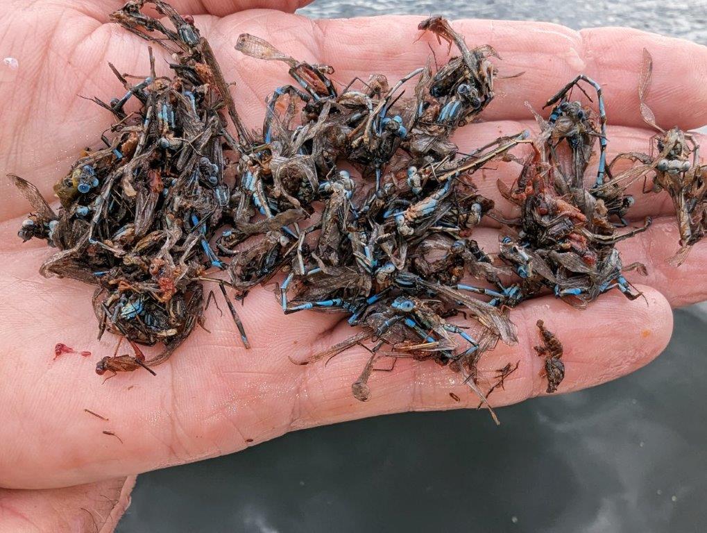 Damselfly adults from the stomach contents of a brown trout