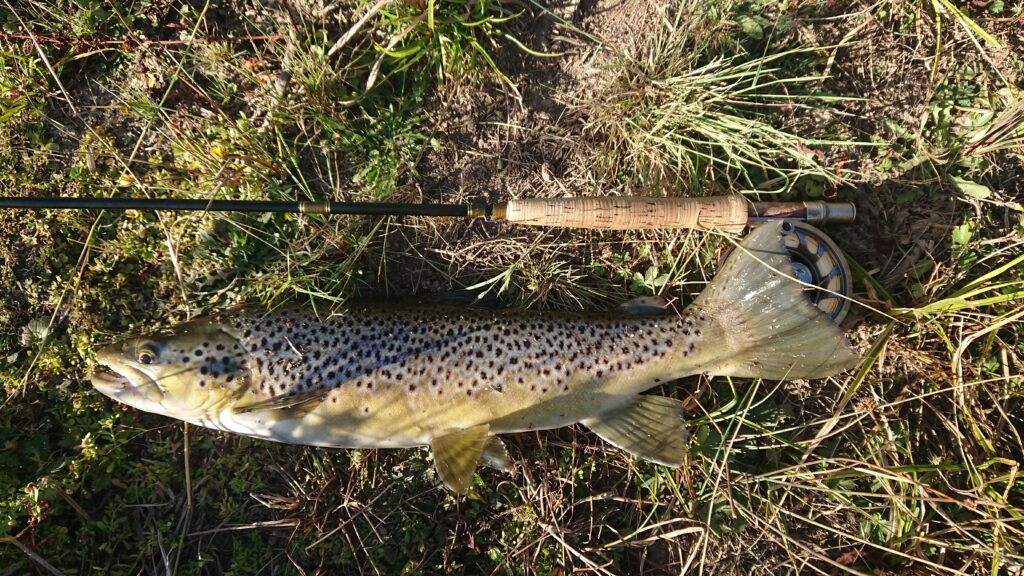 Brown trout and rod on the bank