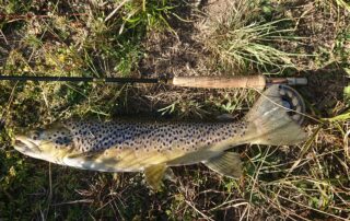 Brown trout and rod on the bank