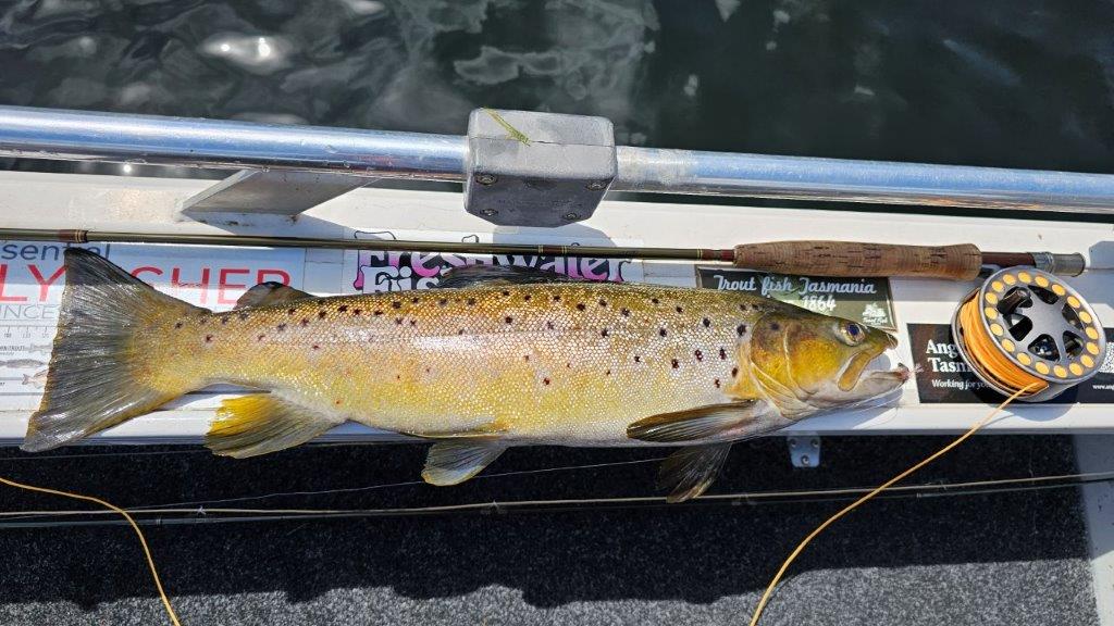 Brown trout and fly rod and reel