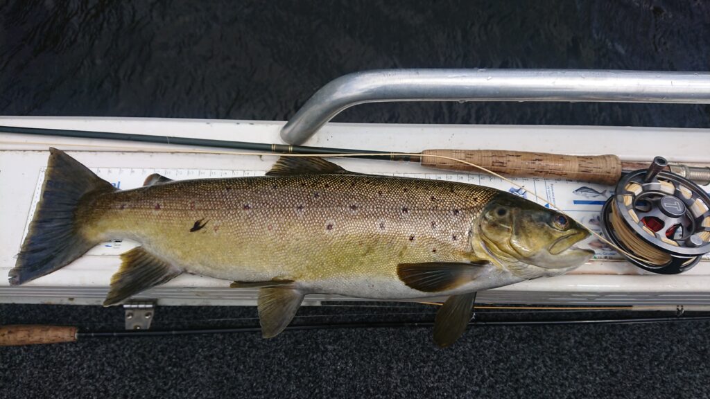 Wild brown trout and reel at Four Springs Lake Tasmania