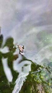 Hatching mayfly