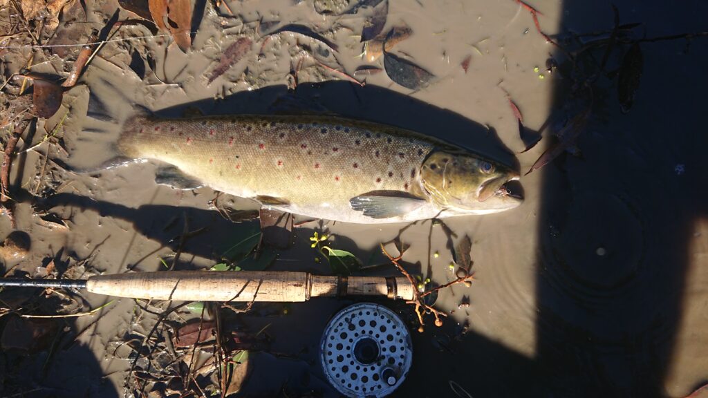 Nice wild trout and reel