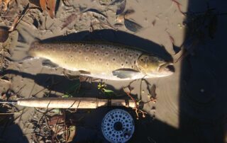 Nice wild trout and reel