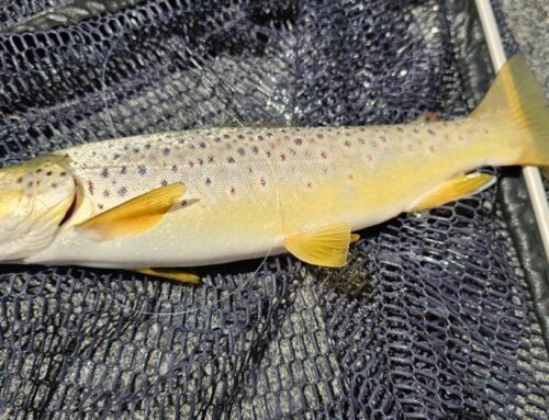 Lake Leake brown trout