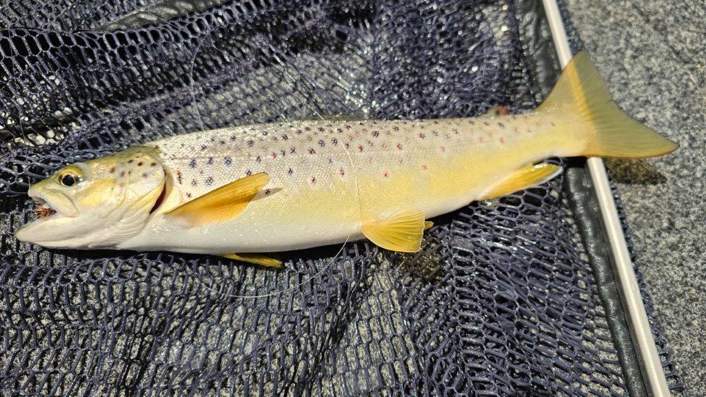 Wild brown trout in a fishing net