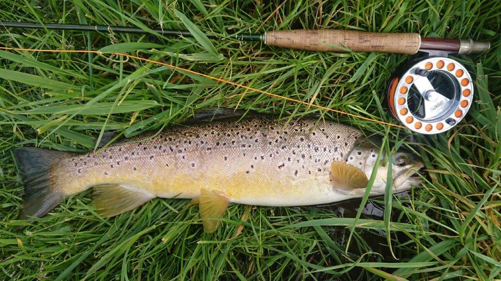 Brown trout and fly rod and reel arranged on grass