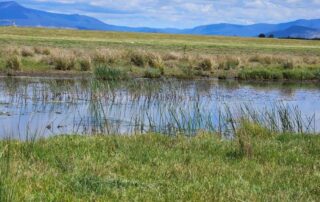 Macquarie River in Tasmania, green grassy banks, mountains in background
