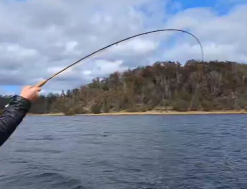 Rainbow trout on a two fly rig