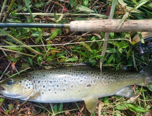 Feisty lowland river brown trout