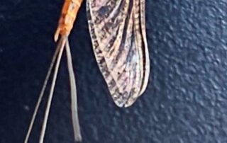 Red spinner, Tasmanian mayfly
